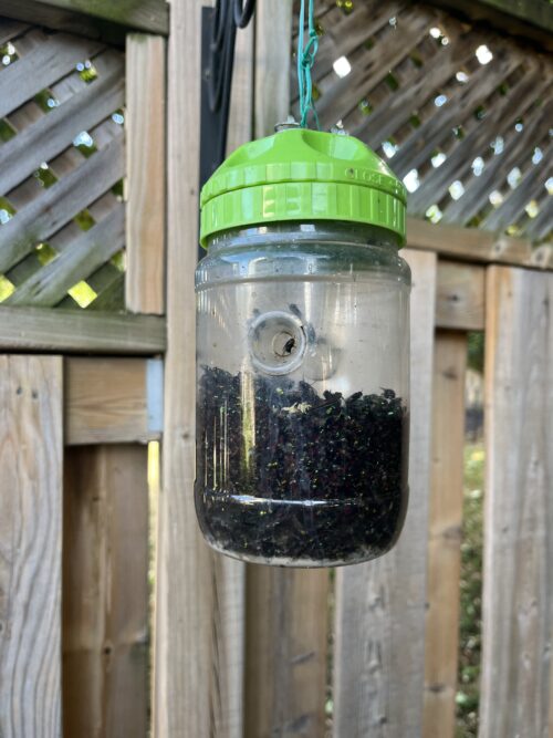 Large Fly Trap with Lure (32 oz.) | Made in Canada - Image 2