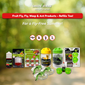 Read more about the article Flies, Fruit Flies & Wasps Are Taking Over Summer — Here’s How to Fight Back